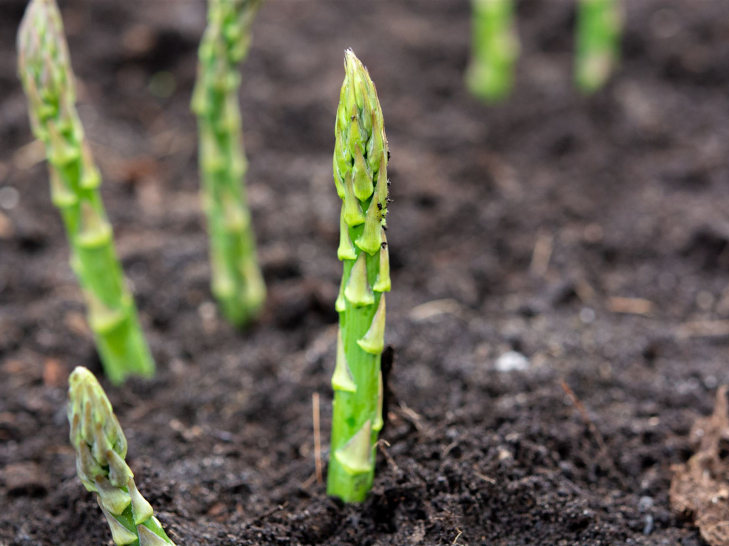 grüner Spargel guckt aus der Erde